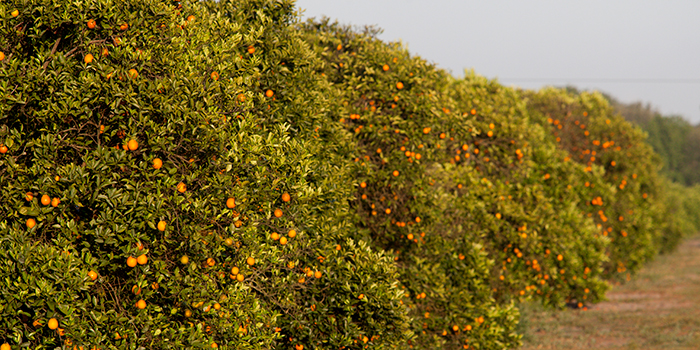 Citrus Groves