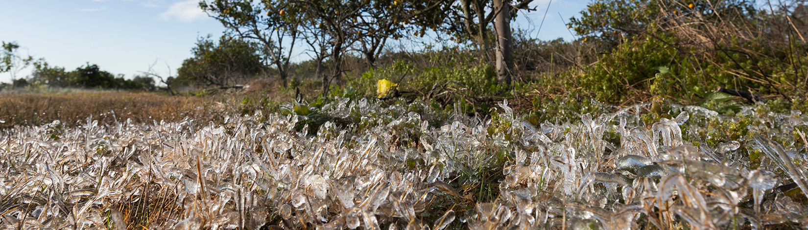 Ice in citrus grove