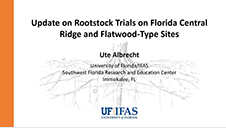Update on Rootstock Trials on Florida Central Ridge and Flatwood-Type Sites