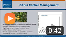 Citrus Canker