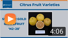 Citrus varieties