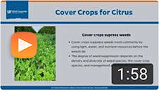 Cover Crop for Citrus