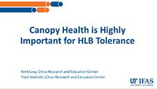 Canopy Health is Highly Important for HLB Tolerance