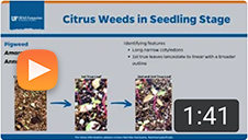 Citrus Weeds in Seedling Stage