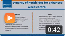 Synergy of herbicides for enhanced weed control