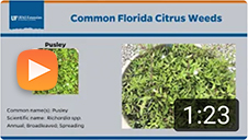 Common Florida Citrus Weeds