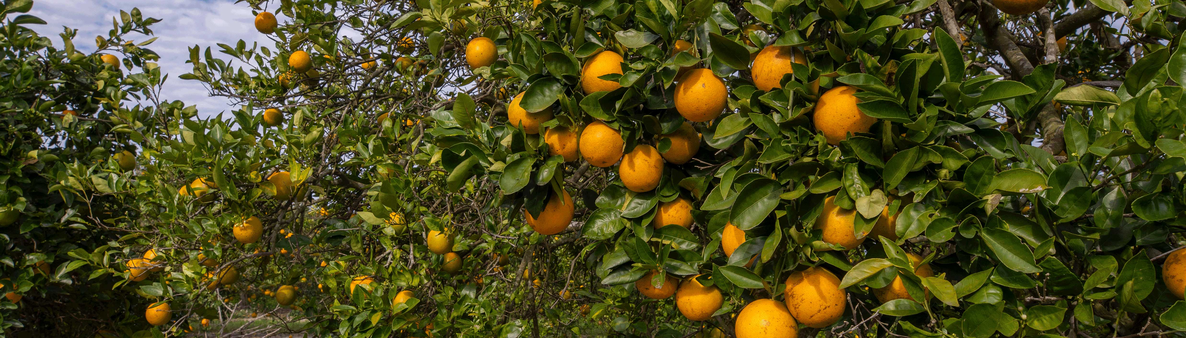 Growing Citrus banner