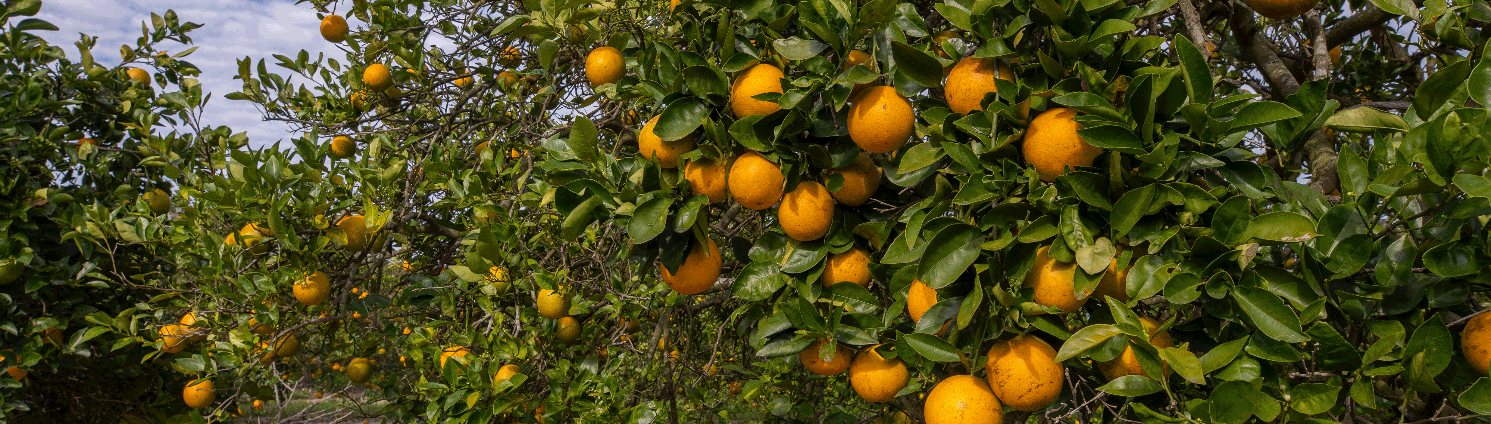 Growing Citrus banner