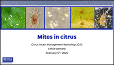 Mites in Citrus