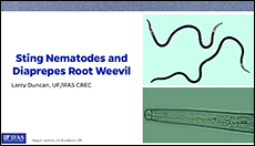 Sting Nematodes and Diaprepes Root Weevil