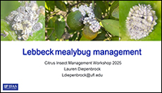 Lebbeck Mealybug Management