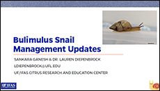 Bulimulus Snail Management