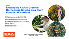 Enhancing Citrus Growth: Harnessing Silicon as a Plant Beneficial Nutrient