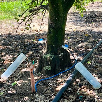 Trunk injection on tree