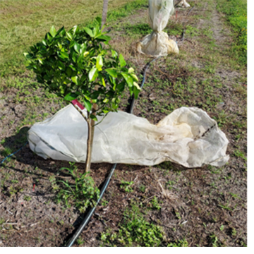 Optimizing young citrus tree protection against HLB