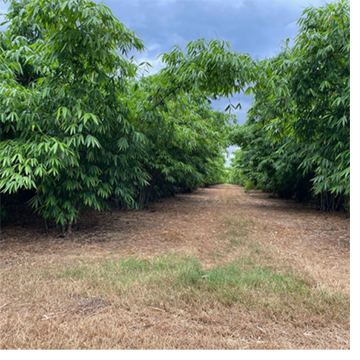 Bamboo Farming