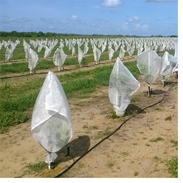 Citrus Trees cover