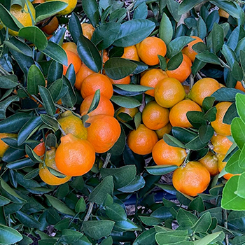 Orange Tree