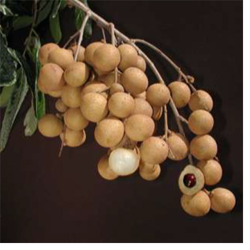 Considerations of alternative tree crops - avocados, lychee, longan, and mango for Central Florida