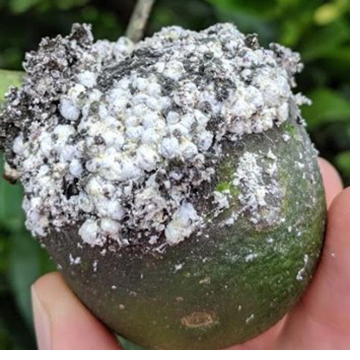 Fruit damage