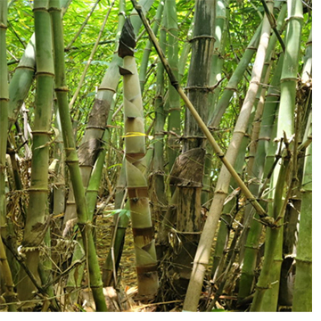 Bamboo plant