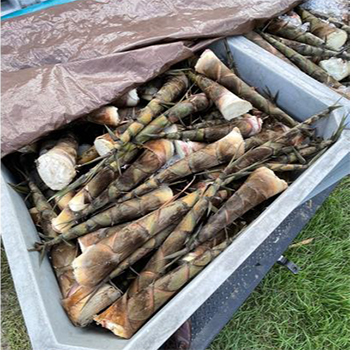 Best Practices for Bamboo Establishment