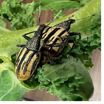 Weevils on leaves