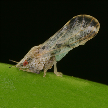 Psyllid on leaf