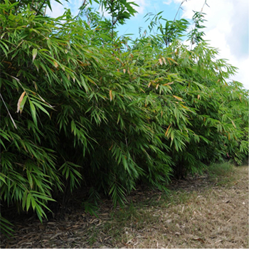 Bamboo plant