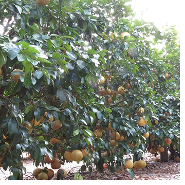 Florida Citrus Under Protective Screen – From Research Prototype to Commercial Production