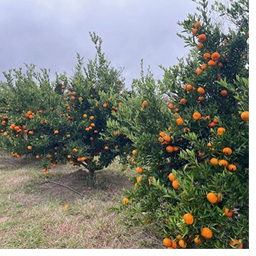 Orange grove
