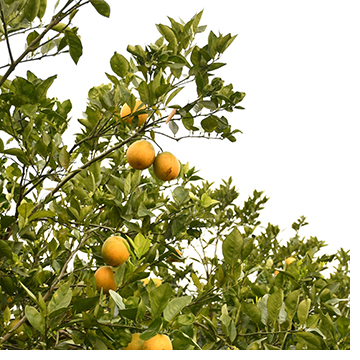 Citrus Tree
