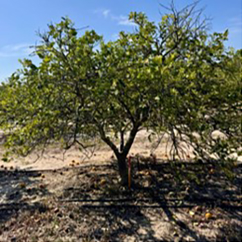 Citrus Tree