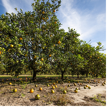 Citrus Tree