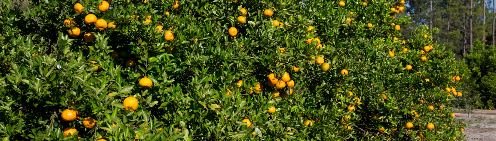 orange grove