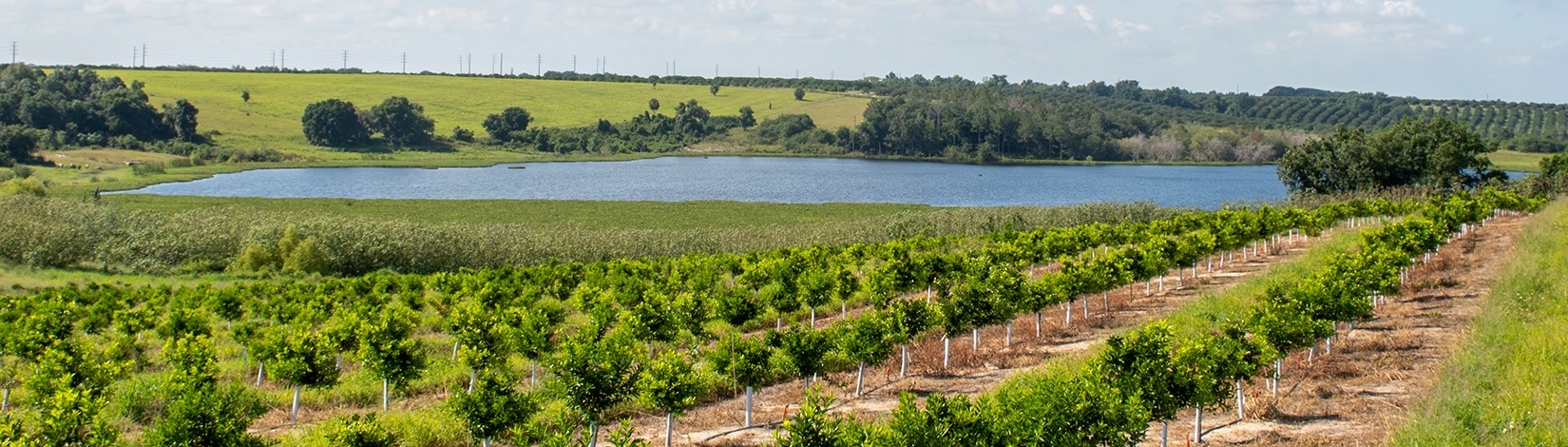 Orange grove