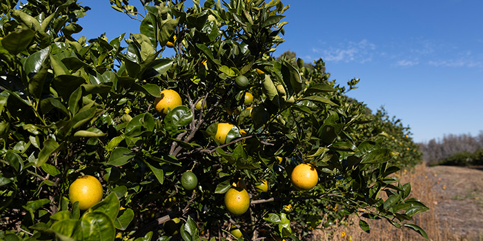 Orange Grove
