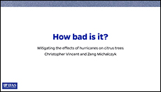 Mitigating the effects of hurricanes on citrus trees