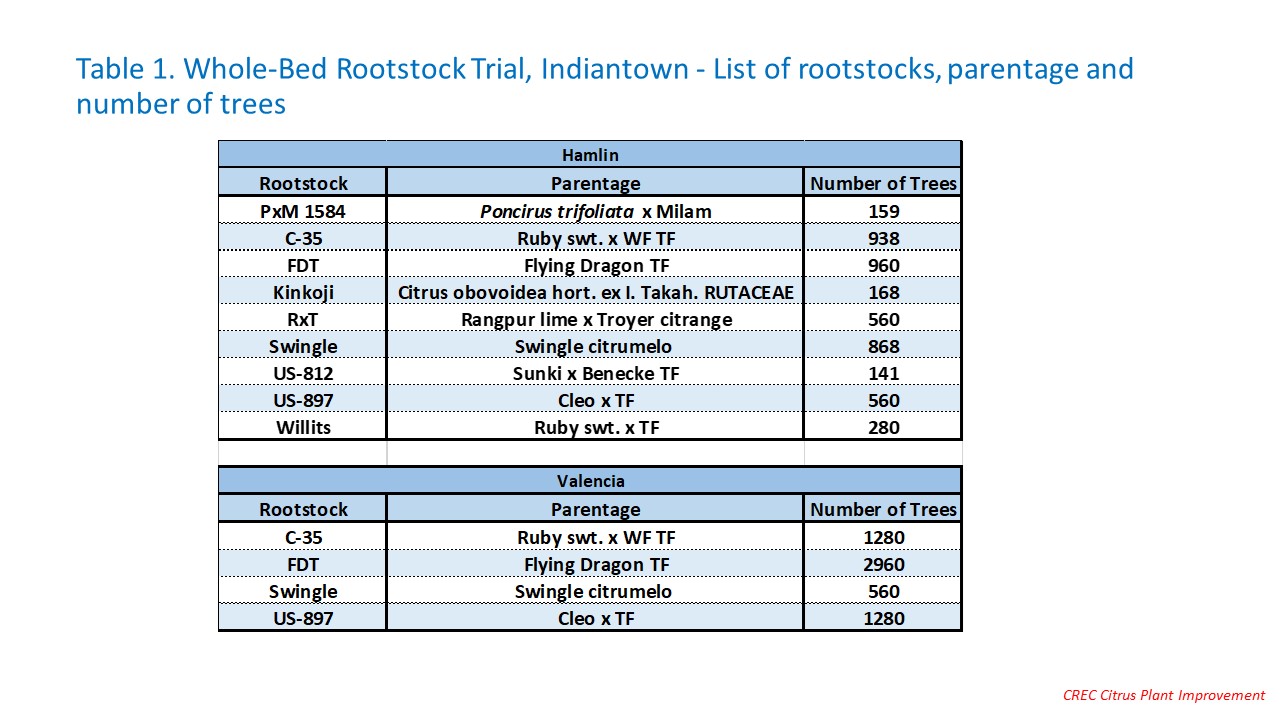 Large-Scale, Whole-Bed, Scion-Rootstock Trial, Indiantown 