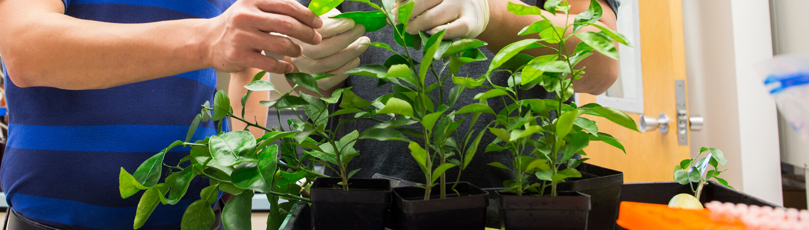 young citrus plants