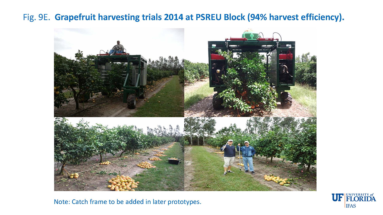 Fig. 9E. Grapefruit harvesting trials 2014 at PSREU Block (94% harvest efficiency).
