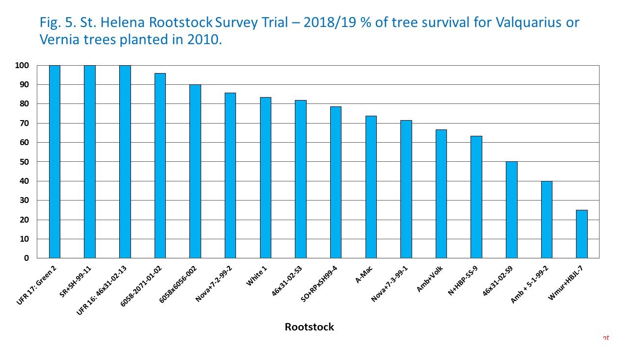 Fig. 5. St. Helena Rootstock Survey Trial – 2018/19 % of tree survival for Valquarius or Vernia trees planted in 2010.