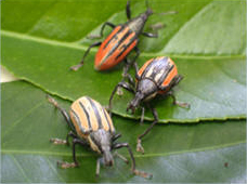 Diaprepes Root Weevil