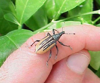 Diaprepes Root Weevil hand