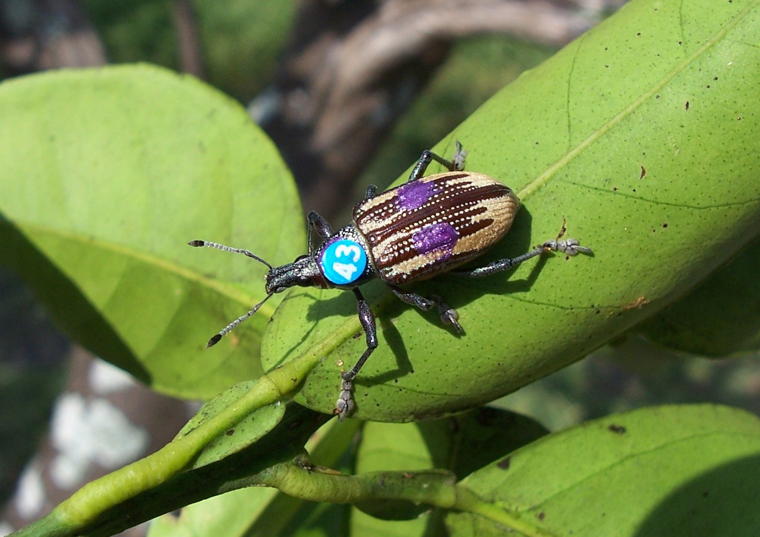 Diaprepes Root Weevil tagged