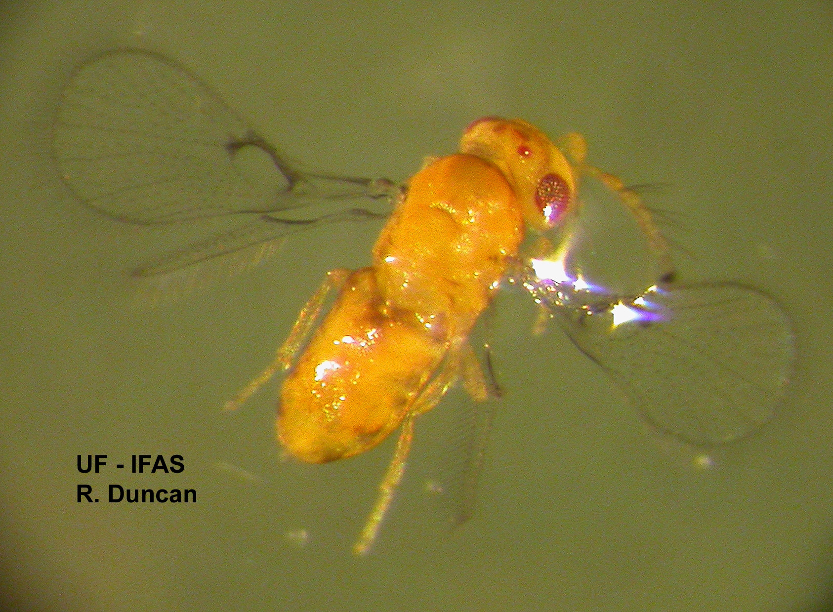 Egg Parasitoids 