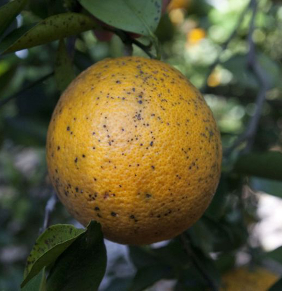 Citrus Extension Black Spot 