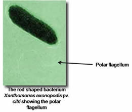 Canker bacteria with flagellum