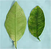 Melanose on leaves