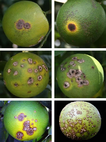 Fruit symptoms